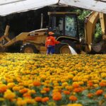 Tequisquiapan comienza a pintarse de naranja: familias preparan la flor de cempasúchil para el Día de Muertos