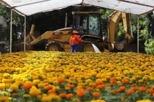 Mas-de-30-mil-flores-de-cempasuchil-adornaran-el-Centro-Historico-de-Queretaro (1)